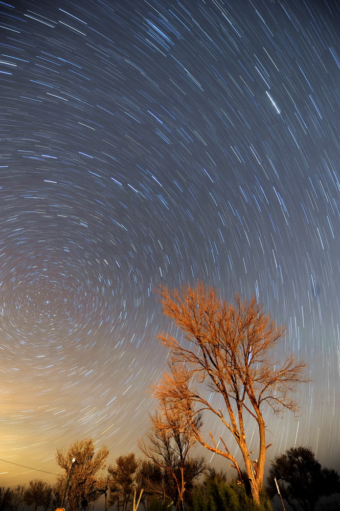 Star trails above an illuminated desert tree, photographed by Mojtaba Taheri at Maranjab.
